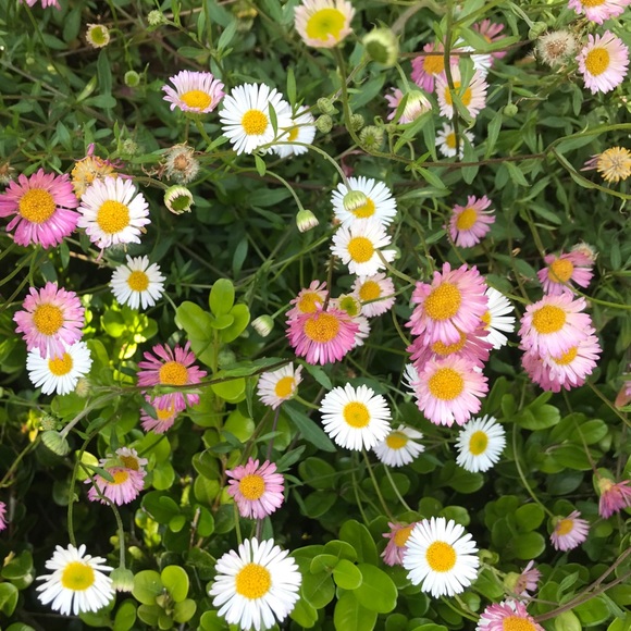 floramae31